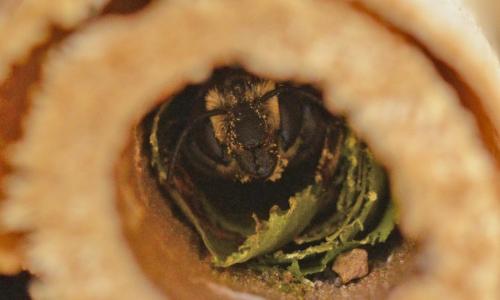 Réf. 187 842 : Megachile albisecta